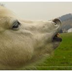 Eine von Ollis neuen Freundinnen,Vaena beim Flehmen.