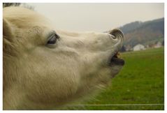 Eine von Ollis neuen Freundinnen,Vaena beim Flehmen.