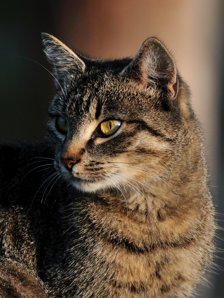 Eine von unseren Katzen