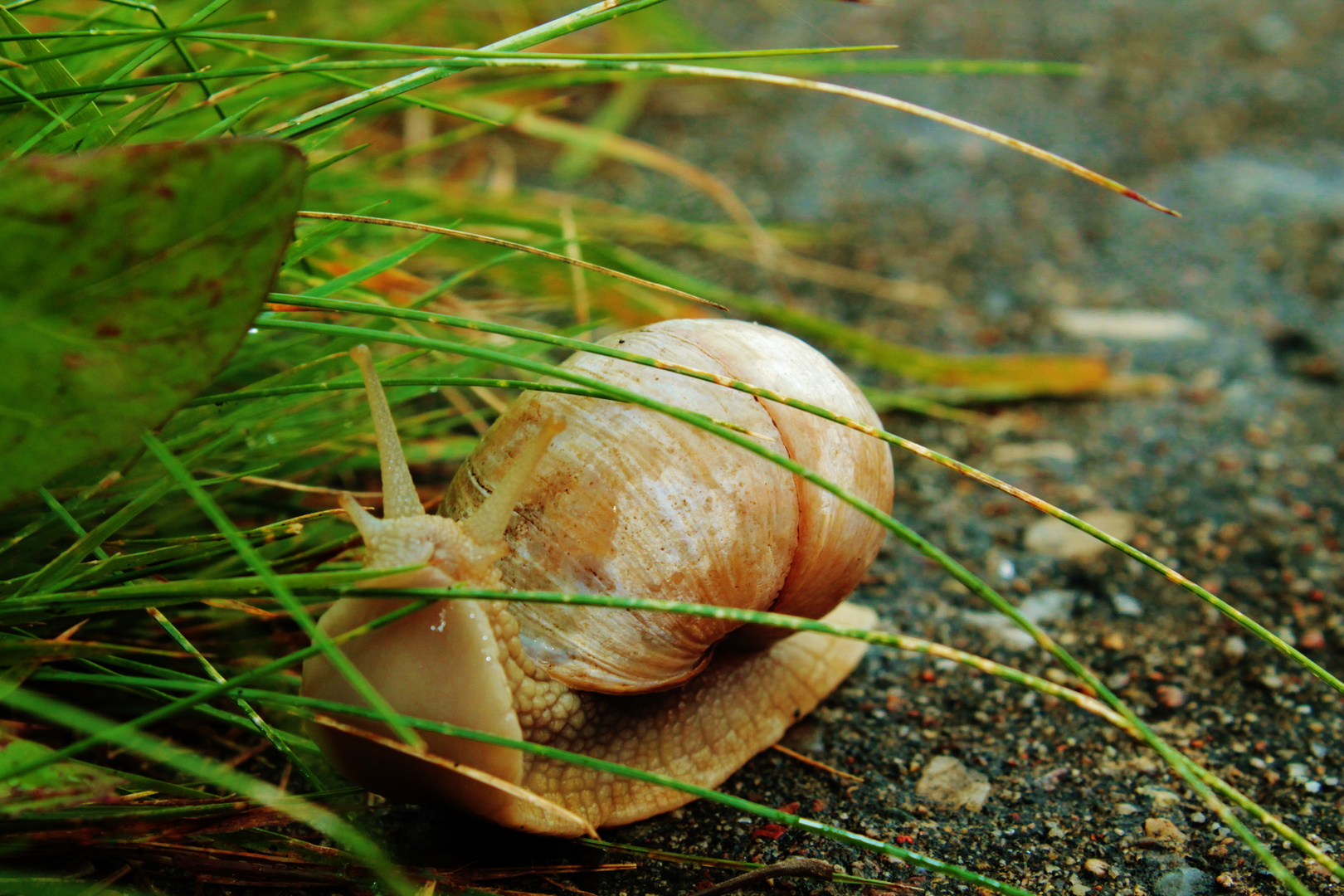 Eine von unzählbar vielen Schnecken am Nord - Ostseekanal