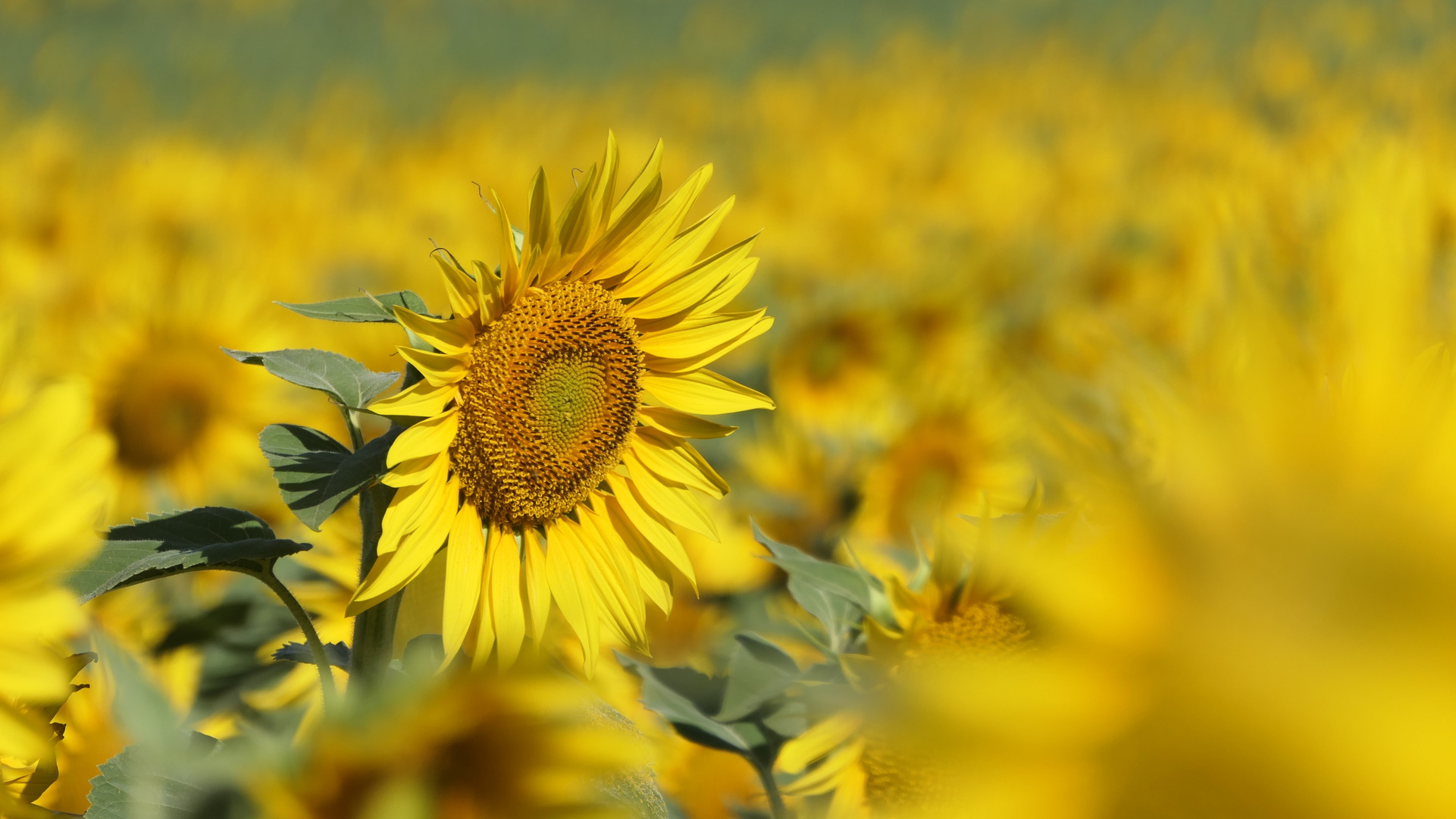 eine von unzähligen andalusischen Sonnenblumen