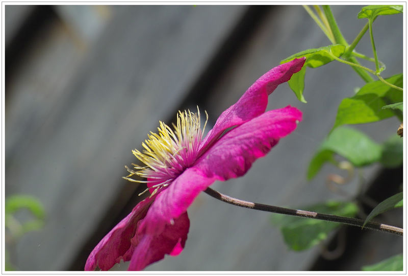 Eine von vielen Clematis-Blüten ,diesmal in Dunkelrot.