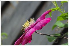 Eine von vielen Clematis-Blüten ,diesmal in Dunkelrot.