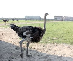 eine von vielen Hennen