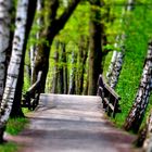 Eine von vielen Holzbrücken im Spreewald