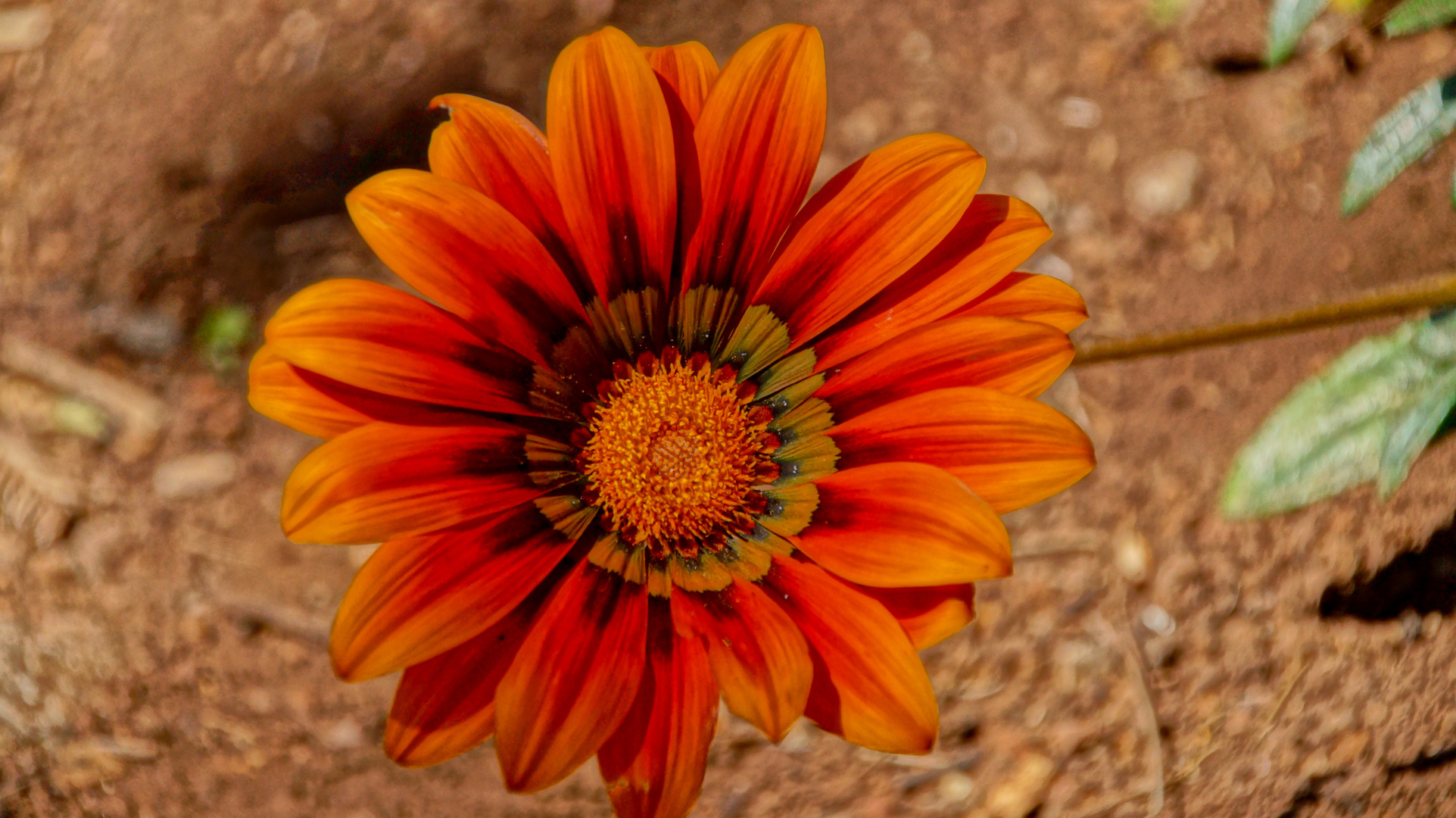 eine von vielen Mittagsblumensorten