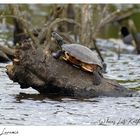 eine von vieren im Raky Weiher 