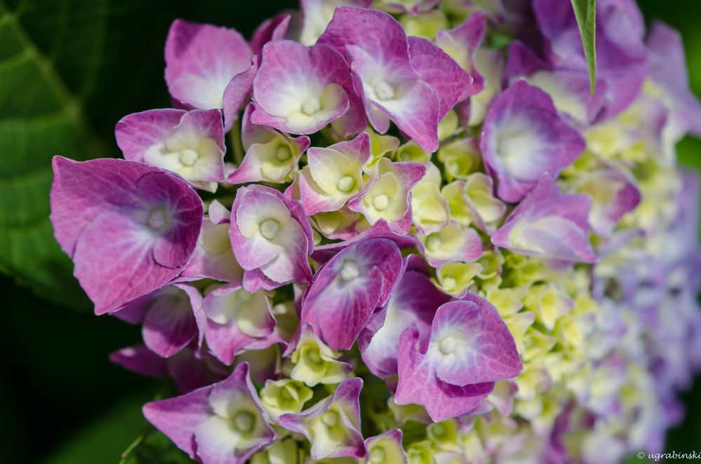 Eine von wenigen Blüten in diesem Jahr