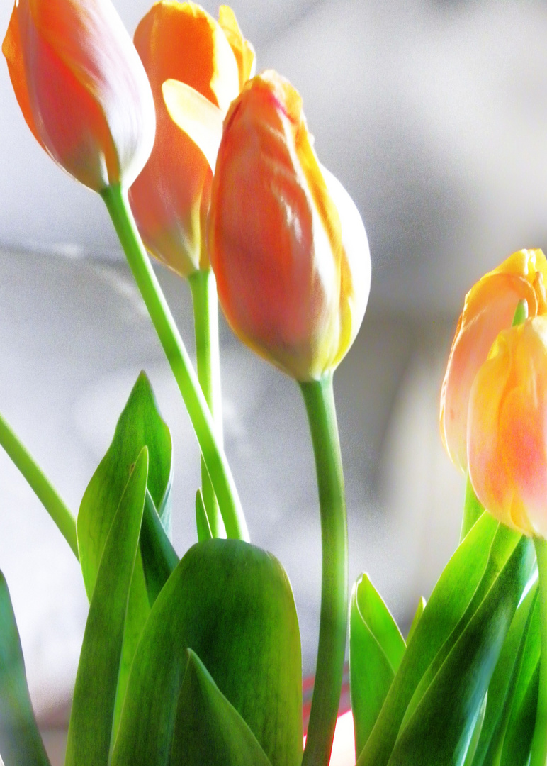 Eine Vorahnung auf den Frühling es soll Morgen und Sonntag 10 Grad geben