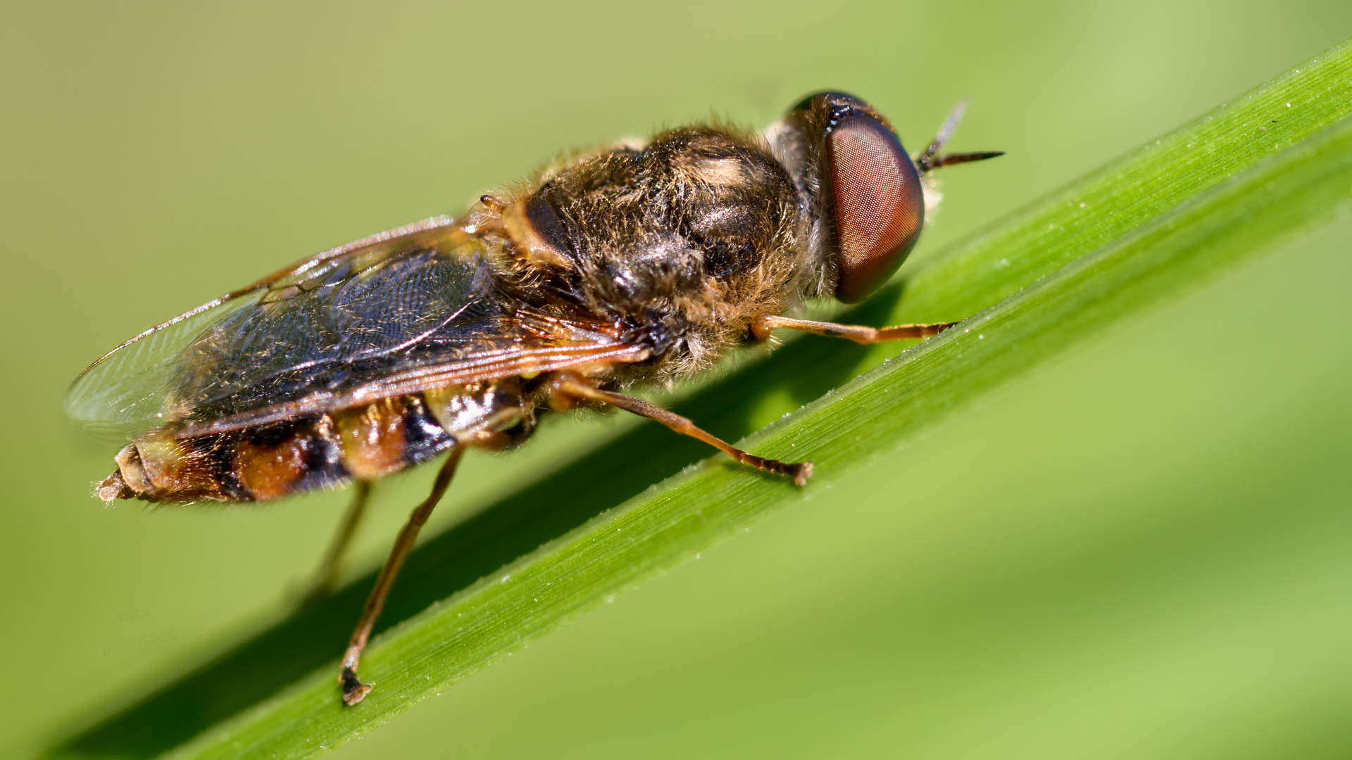 eine Waffenfliege