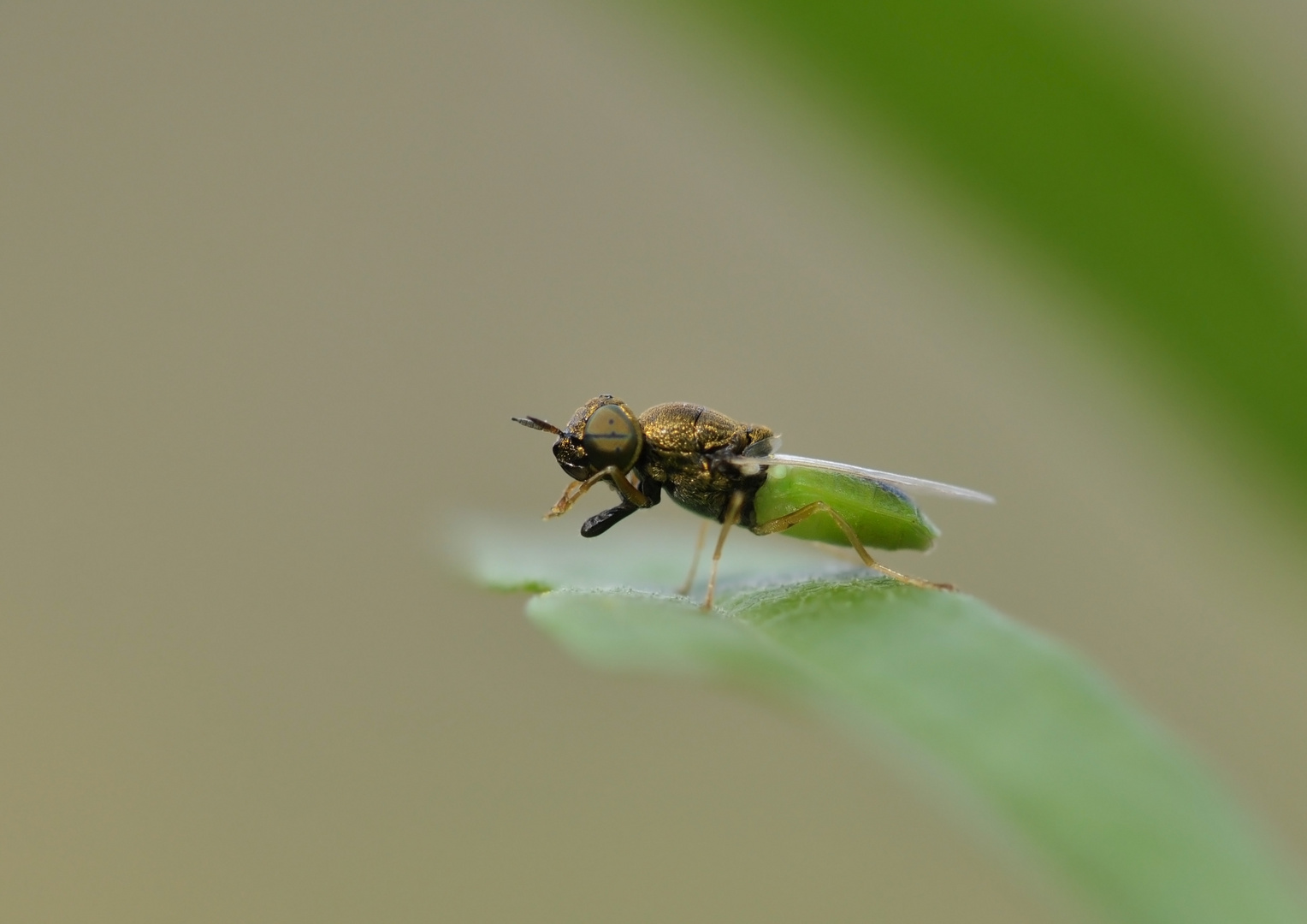 eine Waffenfliege