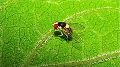 Eine Waffenfliege (Fam. Stratiomyidae) von Lego oder Playmobil, . . .