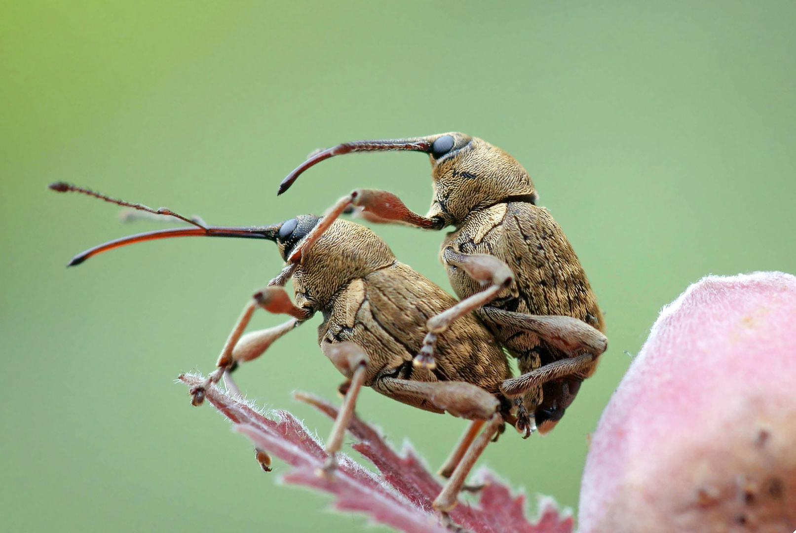 Eine wahre Haselnussliebe...