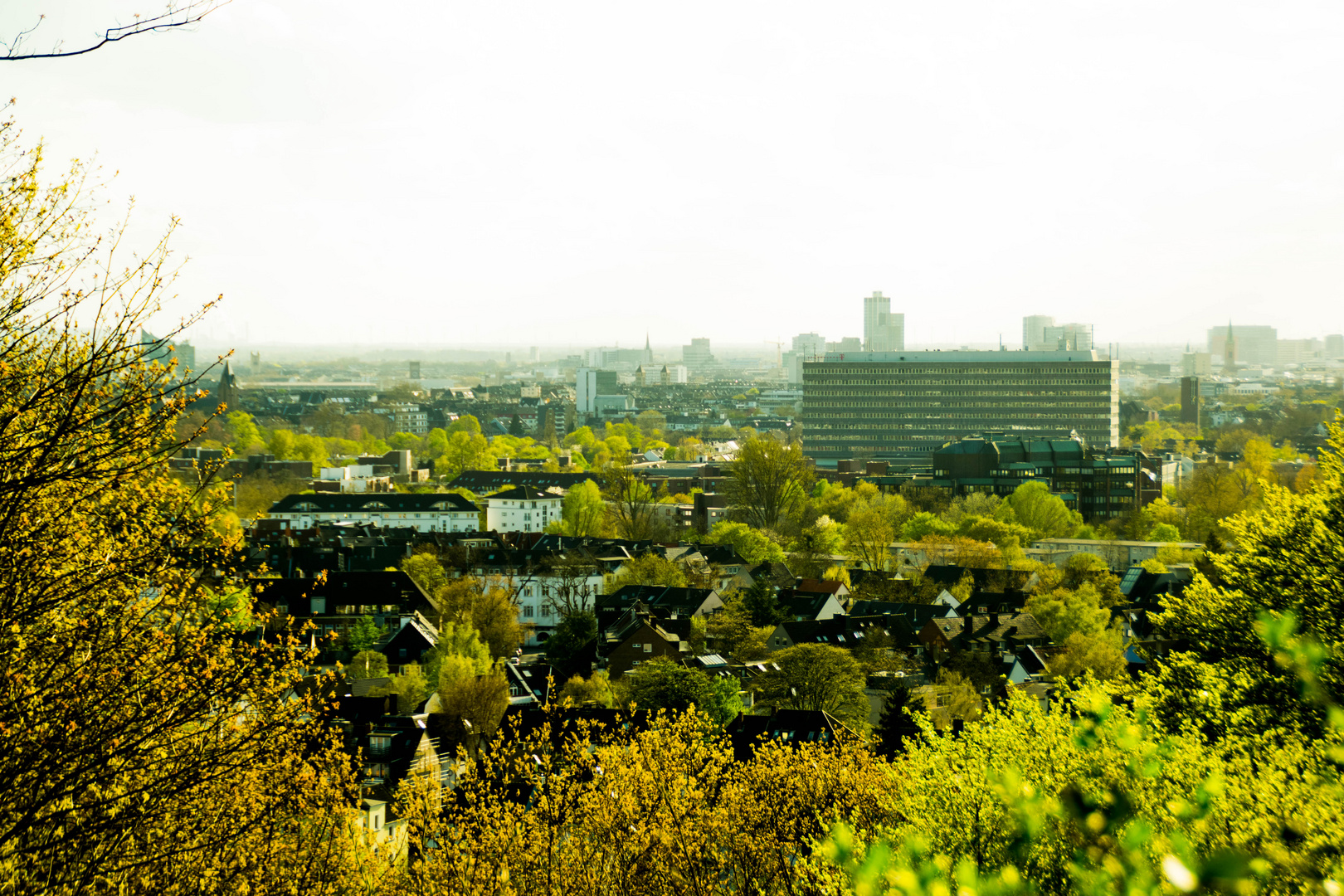 Eine Wald-Stadt