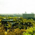 Eine Wald-Stadt