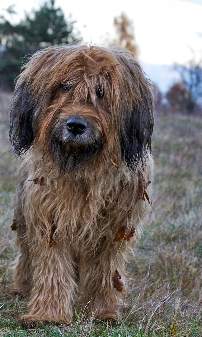 Eine Waldfee für Thom