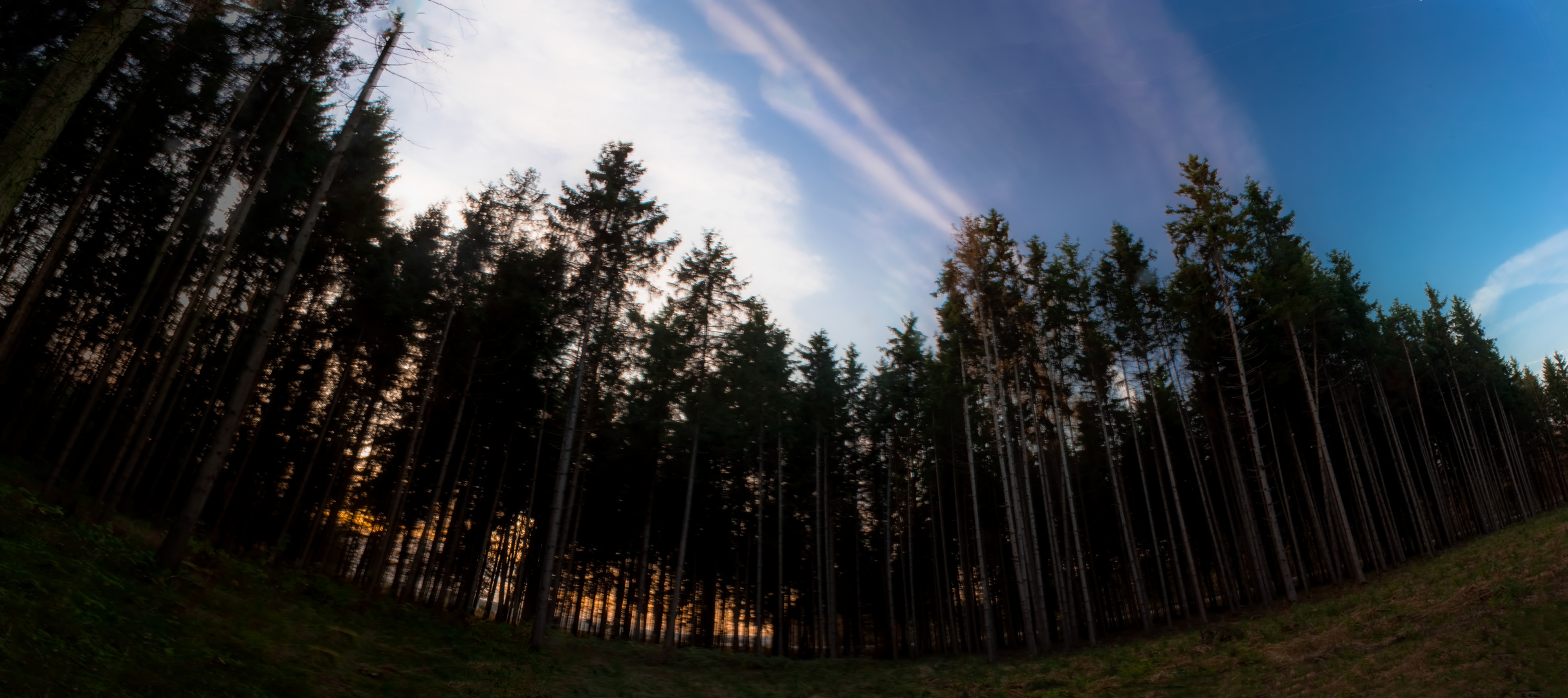 Eine Waldlichtung