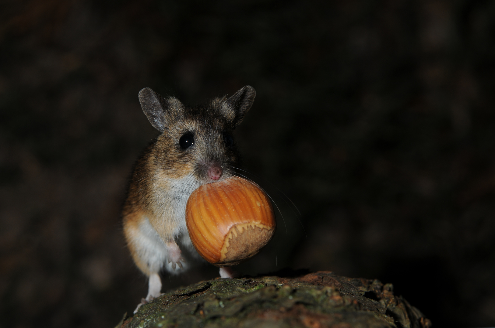 Eine Waldmaus