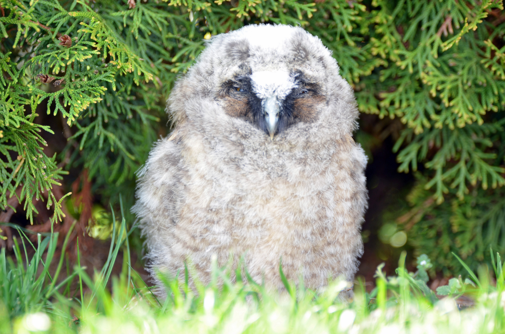 Eine Waldohreule zu Besuch