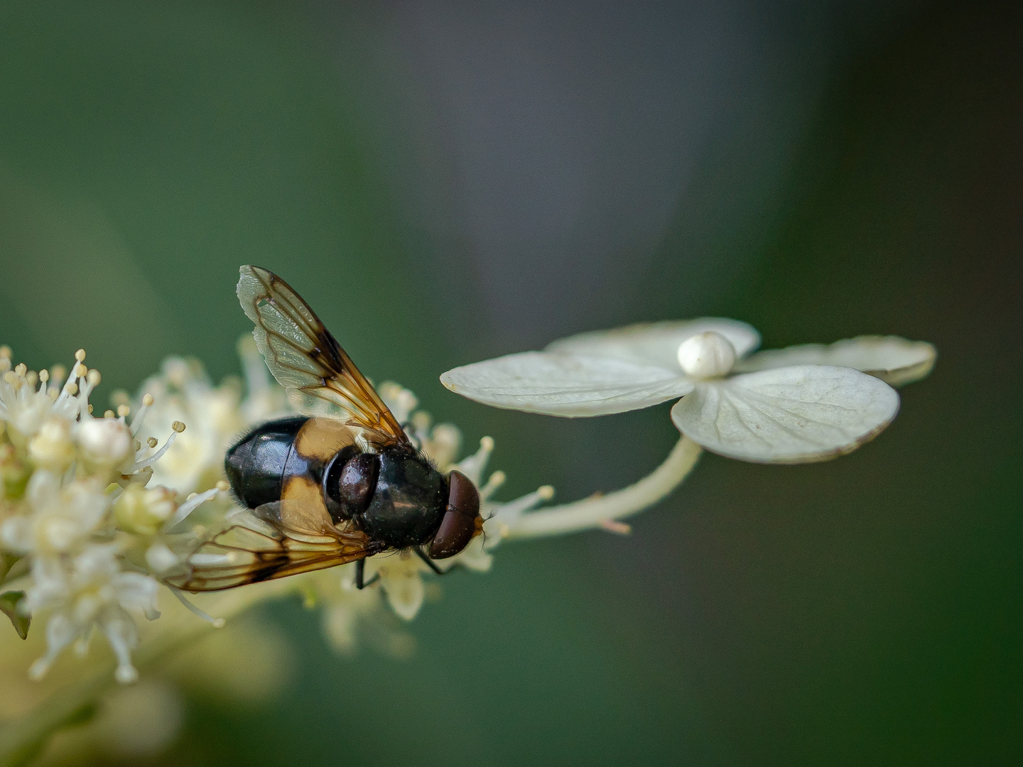 Eine Waldschwebefliege 