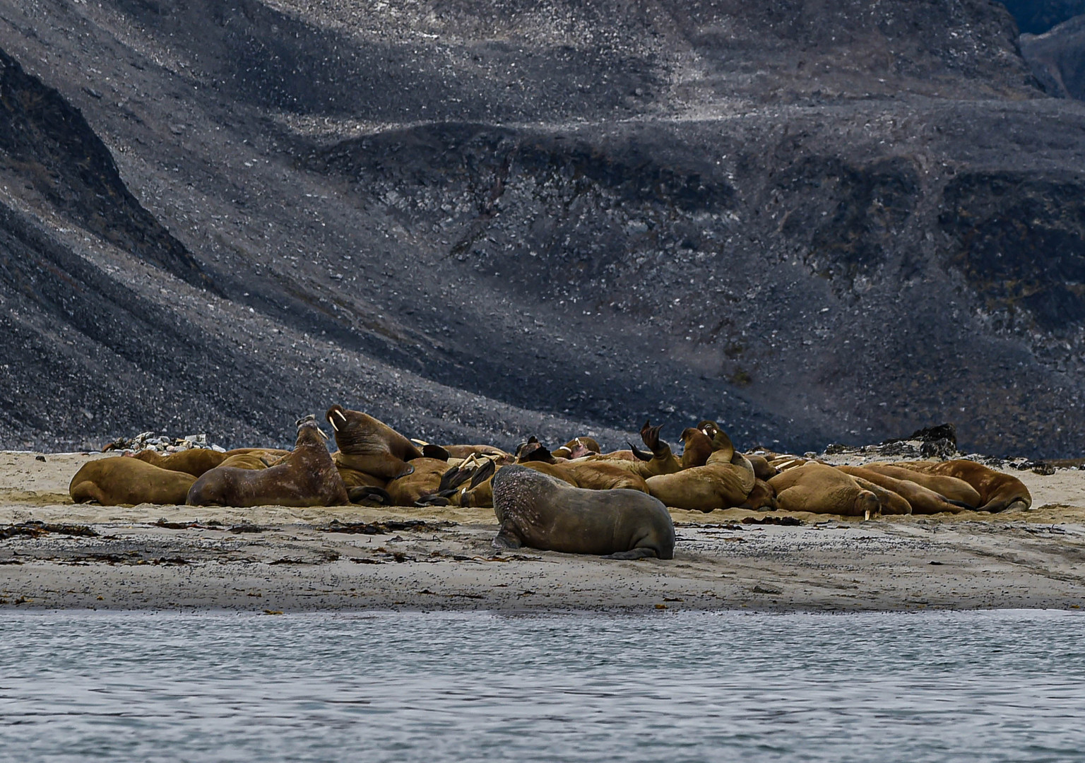 Eine Wallrosskolonie in Spitzbergen.           DSC_6465