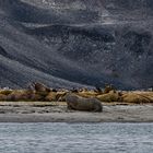 Eine Wallrosskolonie in Spitzbergen.           DSC_6465