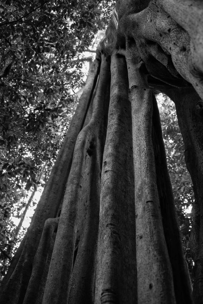 eine Wand aus Baum