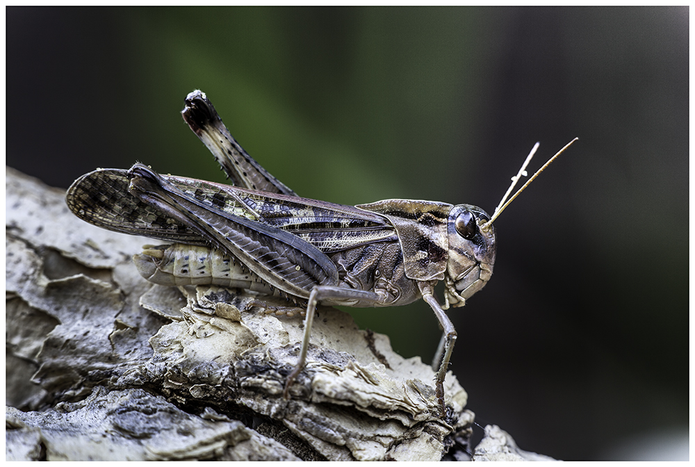 Eine Wanderheuschrecke (Locusta migratoria)