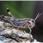 Eine Wanderheuschrecke (Locusta migratoria)