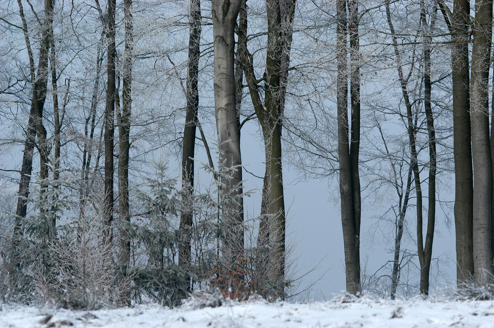 Eine Wanderung durch den Pfälzer Winterwald I