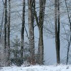 Eine Wanderung durch den Pfälzer Winterwald I