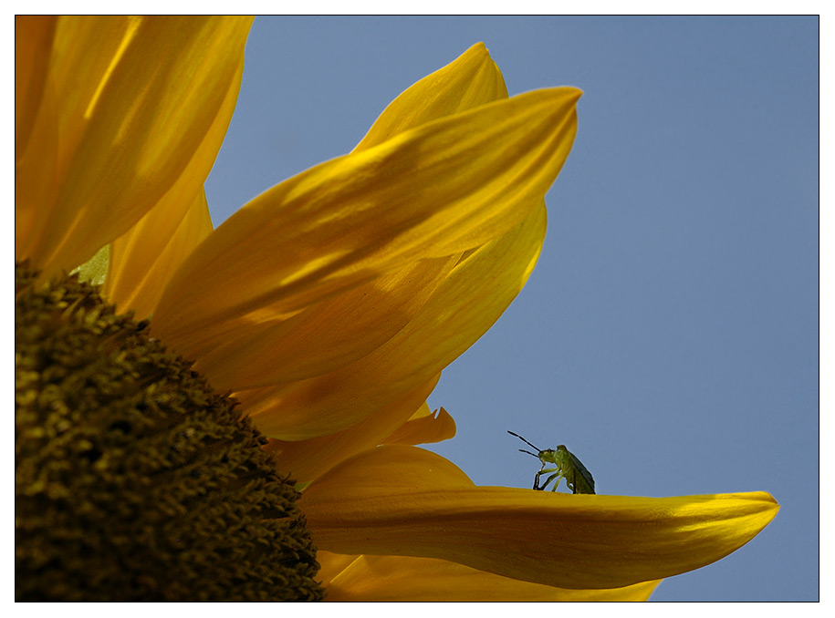 eine Wanze beim Sonnenbad...