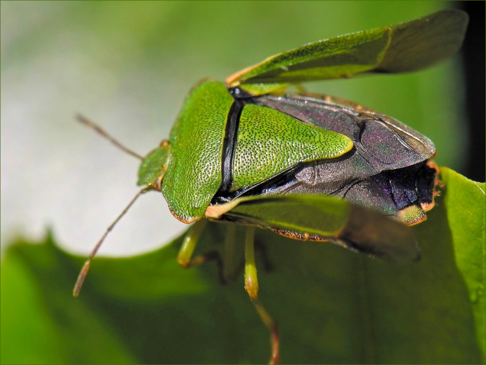 Eine Wanze macht 'ne Fliege