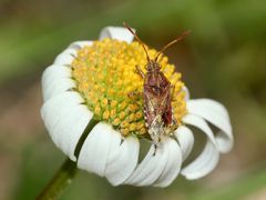 Eine Wanze ohne deutschen Namen: Stictopleurus abutilon 