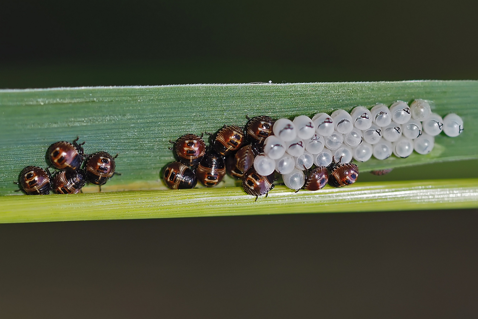 Eine Wanzenfamilie erblickt das Licht der Welt!