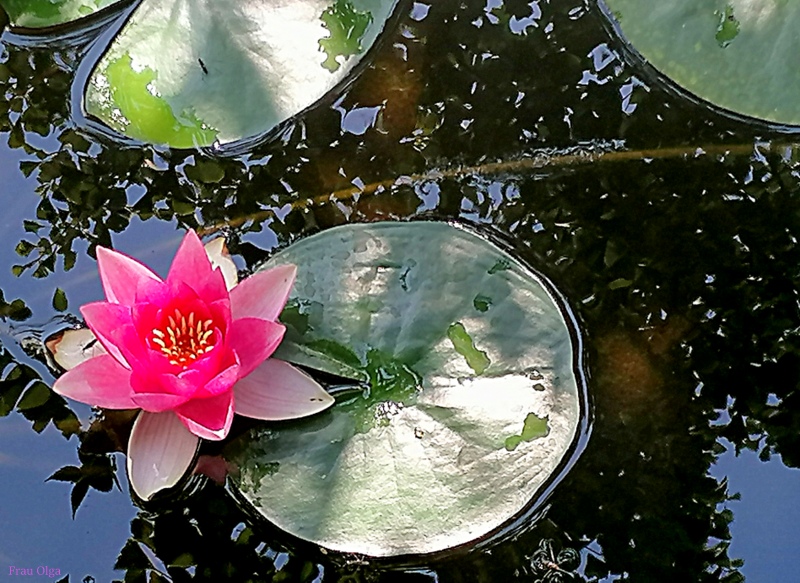 Eine Wasser-Diva in Rosa