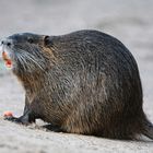 Eine Wasser Ratte( Nutria)