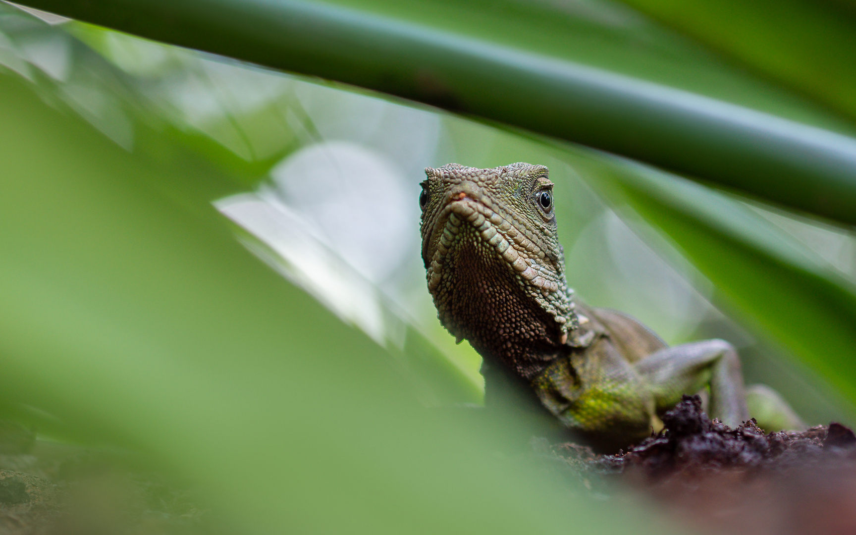 Eine Wasseragame ...