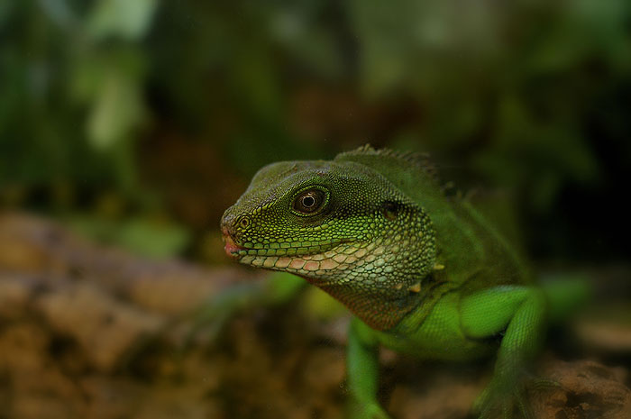 Eine Wasseragame in der Zoohandlung