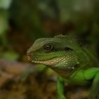 Eine Wasseragame in der Zoohandlung