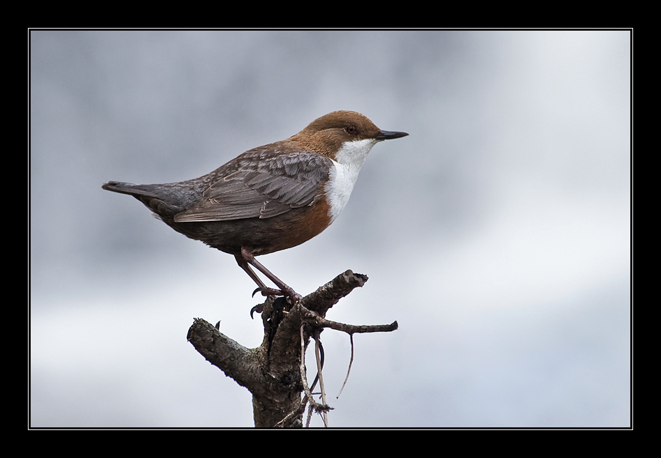 Eine Wasseramsel