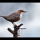 Eine Wasseramsel