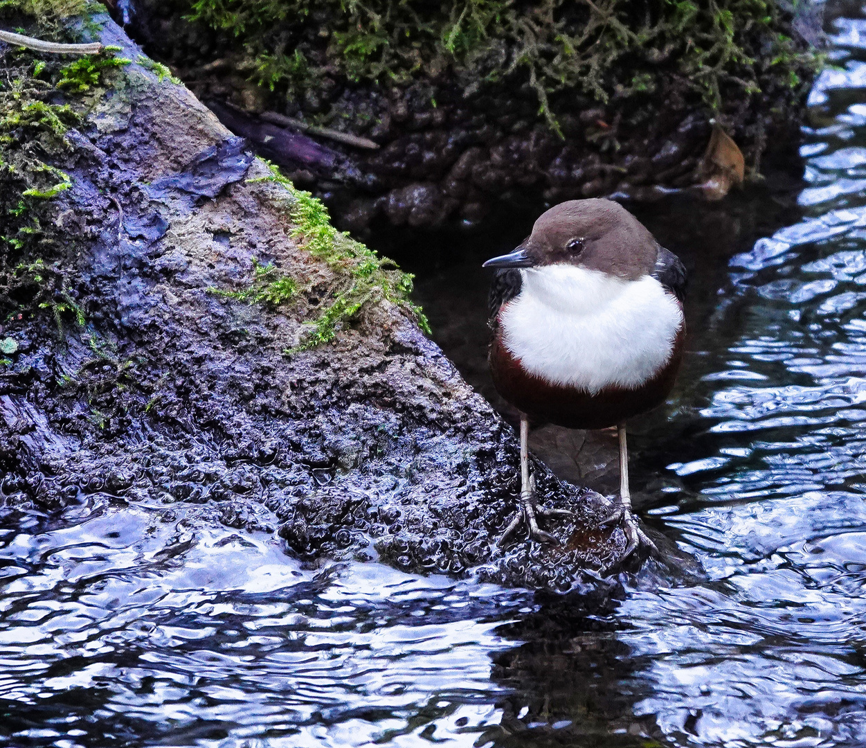 Eine Wasseramsel