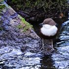 Eine Wasseramsel