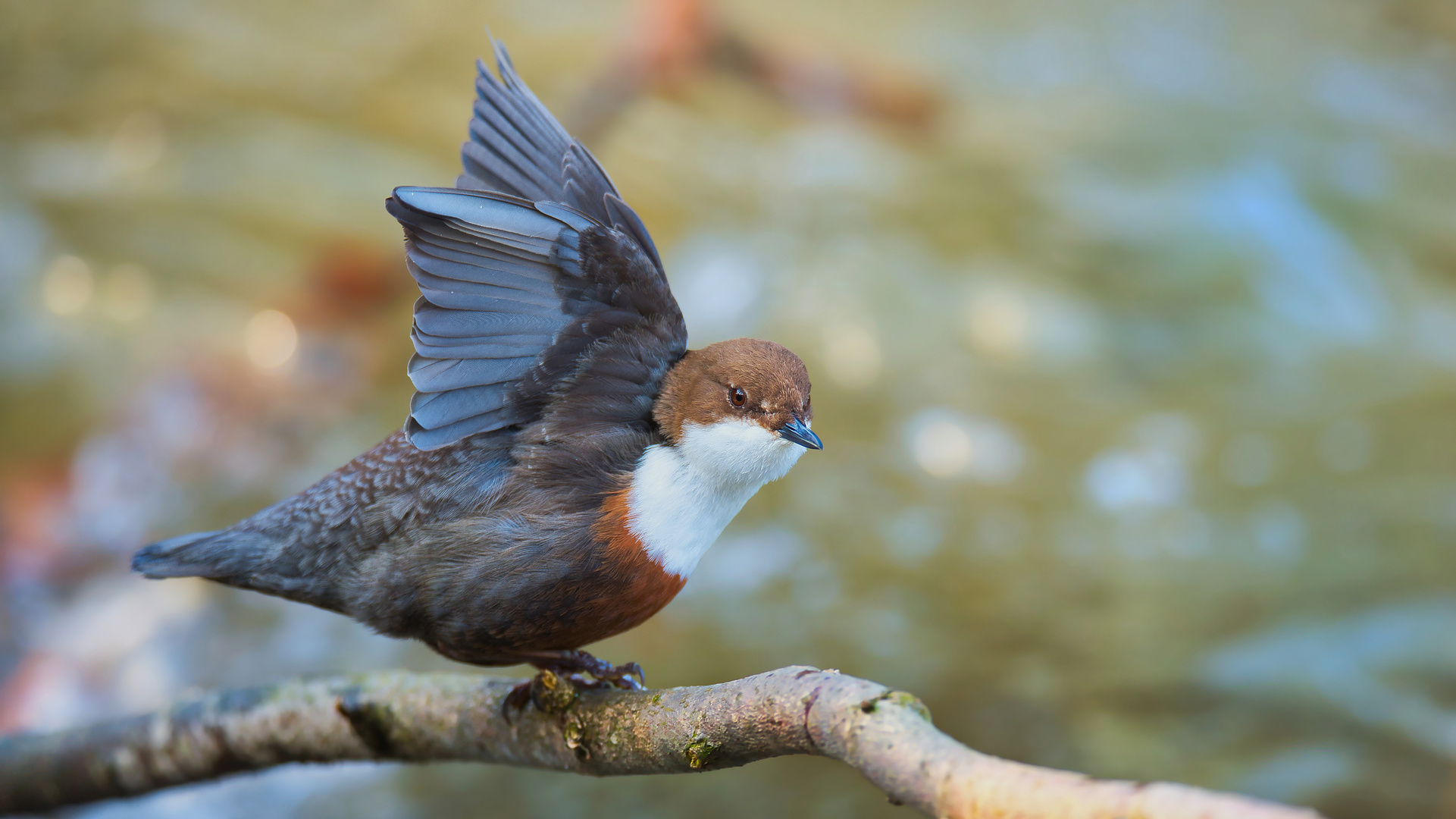 Eine Wasseramsel beim Fotoshooting