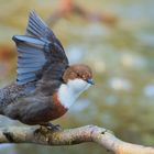 Eine Wasseramsel beim Fotoshooting