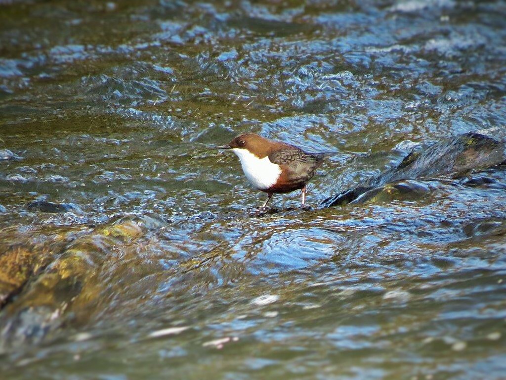 Eine Wasseramsel