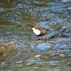 Eine Wasseramsel