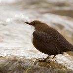 eine Wasseramsel