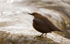 eine Wasseramsel